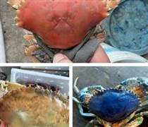 Cua biển Cà Mau có nhiều màu sắc 'độc lạ' do đột biến gen?