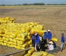 Việt Nam là nguồn cung đảm bảo an ninh lương thực cho Philippines